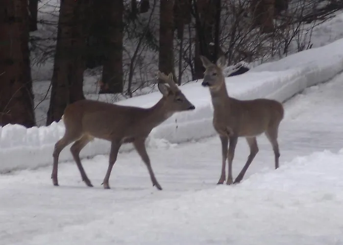 Hotel Meuble Barancio